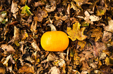 Small Autumn Pumpkin in a Pile of Dried Leaves