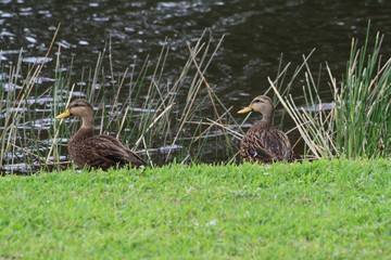 Molted Ducks, brown body, yellow bill, looks like female malard, pond