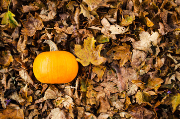 Halloween Pumpkin Lying in Autumn Leaves