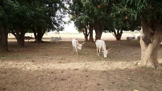 Herd of zebu cattle in Somone Lagoon Reserve in Senegal, Africa
