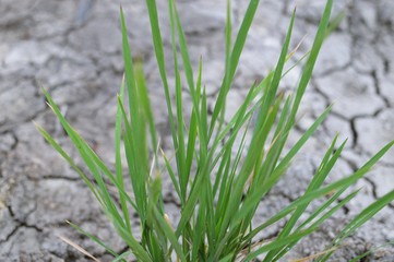 Closeup of green plant growing trough dead soil. 