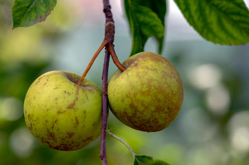 Apple tree branches Malus pumila with group of ripening fruits, green golden delicious apples
