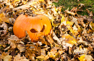 Carved Halloween Pumpkin Buried in Dry Leaves