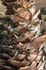 The texture of the trunk, palm trees on a sunny day