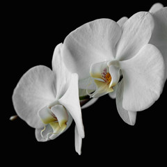 The branch of white orchid isolated on black background.