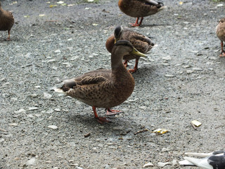 duck10