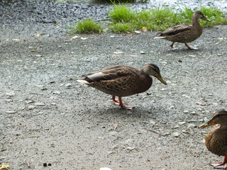 duck09