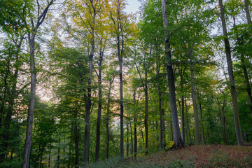 Beautiful beech forest trees with green leaves, park landscape