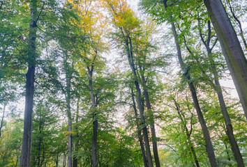 Beautiful beech forest trees with green leaves, park landscape
