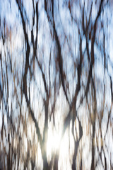 Nature abstract background with forest in autumn, Dobrogea land, Romania. Motion blur creative photo.