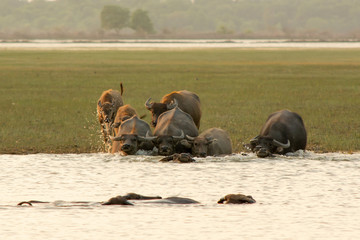 Thai swamp buffalo swimming in the lake.