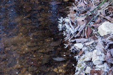 ice crystals on a frozen lake