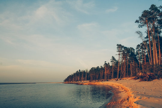 Sunset view of beautiful golden sand see landscape surrounded with pine trees in Latvia. Sunny evening at Baltic shore with calm water.