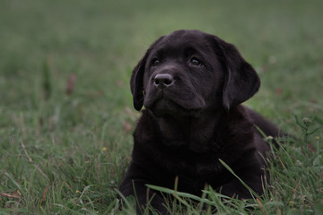 Cute black puppy Labrador Retriever isolated on a background of green grass