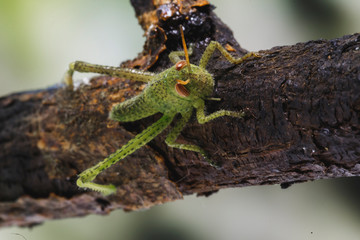 little insect. Green and little cricket.