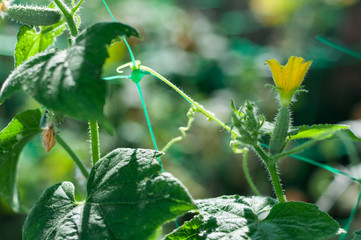 Close-up shot of Cucamber flower