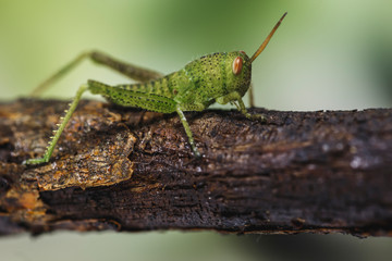 little insect. Green and little cricket.