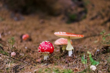 Mushrooms close-up view, autumn in the forest