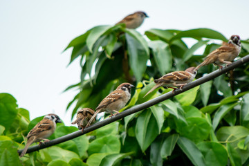 Sparrow bird sitting on electric cable on the background of green leaf