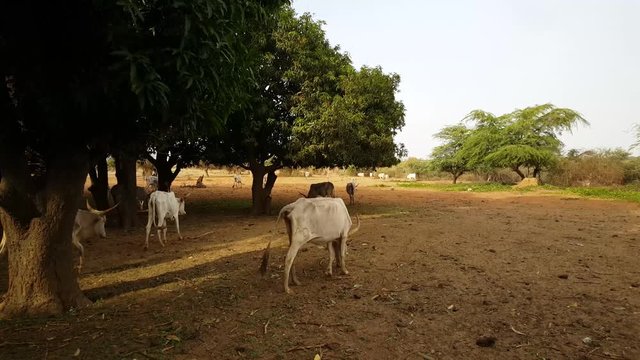 Herd of zebu cattle in Somone Lagoon Reserve in Senegal, Africa