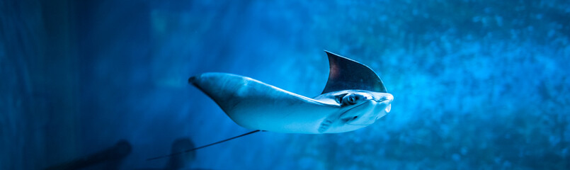 Cramp-fish in blue water. Stingray swimming underwater