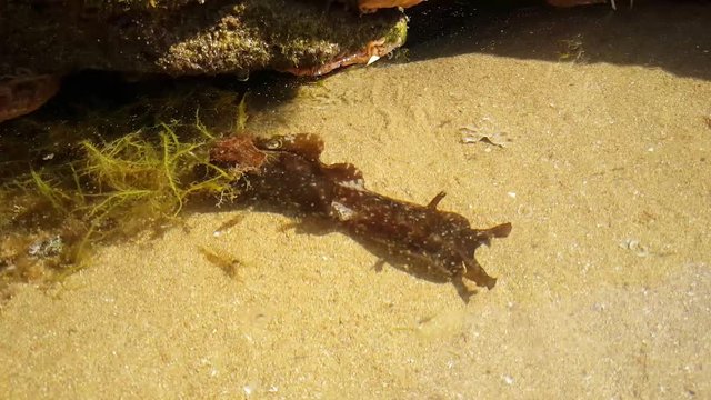 Black sea slug in the sea at Agadir in Morocco, Africa