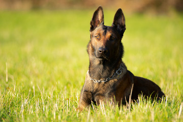 Dunkler Malinois Rüde auf der Wiese