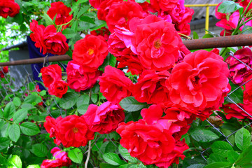 Beautiful red rose bush red roses in garden, floral background