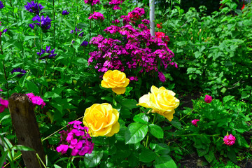 Beautiful yellow roses in garden with wildflowers, floral background