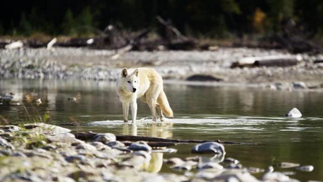 Wild grey wolf crossing a river outdoor on National Reserve