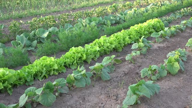 A vegetable garden (also known as a vegetable patch or vegetable plot) is a garden that exists to grow vegetables and other plants useful for human consumption,.
