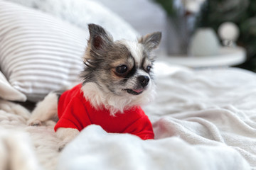 Pretty chihuahua puppy dog wearing red warm sweater in scandinavian style bedroom with light plaid and  decorative pillows. Pets friendly hotel or home room. Animals care concept.