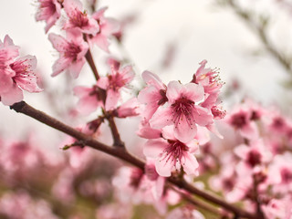 Spring
