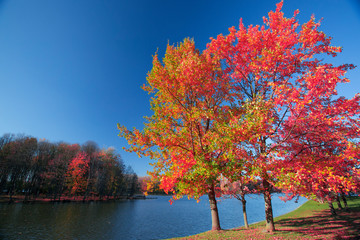 Obraz premium autumn forest by the lake