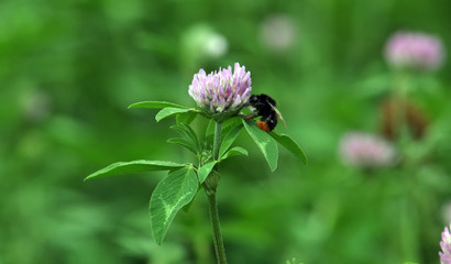 Blossom of the clover of red