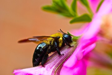 bee on a flower