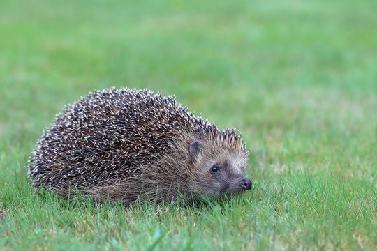 Hedgehog (Erinaceus europaeus) on a meadow, Siegerland, North Rhine-Westphalia, Germany, Europe