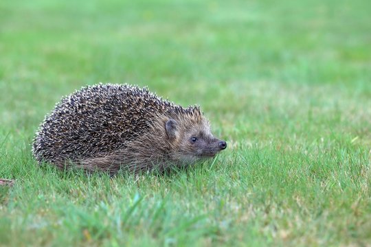 Hedgehog (Erinaceus europaeus) on a meadow, Siegerland, North Rhine-Westphalia, Germany, Europe