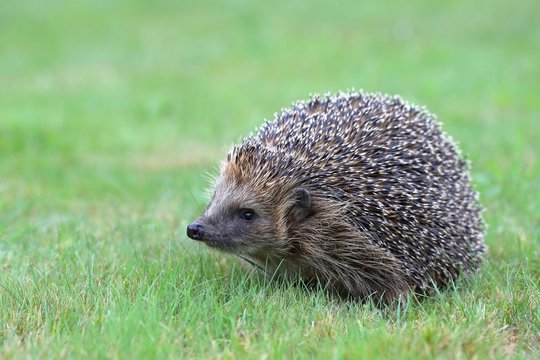 Hedgehog (Erinaceus europaeus) on a meadow, Siegerland, North Rhine-Westphalia, Germany, Europe