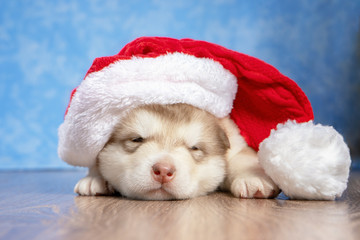 Obraz na płótnie Canvas Puppy in a red Christmas hat