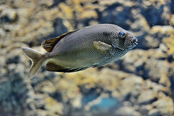 Exotic fish in a marine aquarium © Tomasz Warszewski