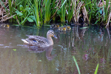 Enten Familie in einem See 