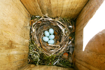 blue eggs of Pied Flycatcher in their nest in a wooden nest box. Top view