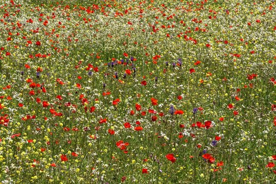 Flower meadow with Corn poppy (Papaver rhoeas) and colorful meadow plants, Barranco de la Mina, at Las Lagunetas, Gran Canaria, Canary Islands, Spain, Europe
