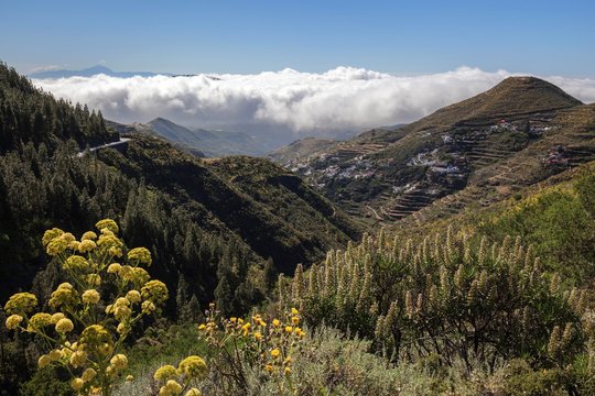 View into the Barranco Hondo de Abajo, near Juncalillo, Adder's Head (Echium) and giant fennel (Ferula communis), trade wind clouds and Tenerife Island with Teide volcano, Gran Canaria, Canary Islands, Spain, Europe