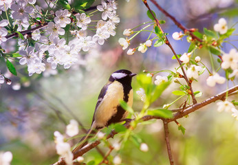 beautiful little bird tit sitting on a branch of cherry blossoms in the spring garden of may