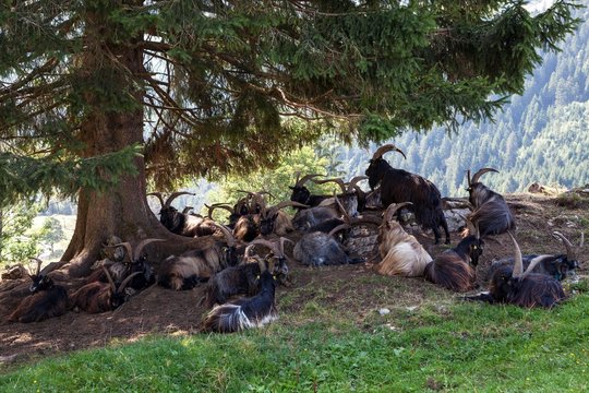 Grey mountain goats or Capra Grigia lie on a tree, Hinterstein, near Bad Hindelang, Oberallgau, Allaau, Bavaria, Germany, Europe
