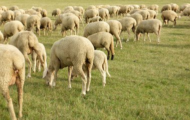 Obraz na płótnie Canvas sheep 2801