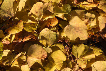 automne feuille morte nature arbre foret bois