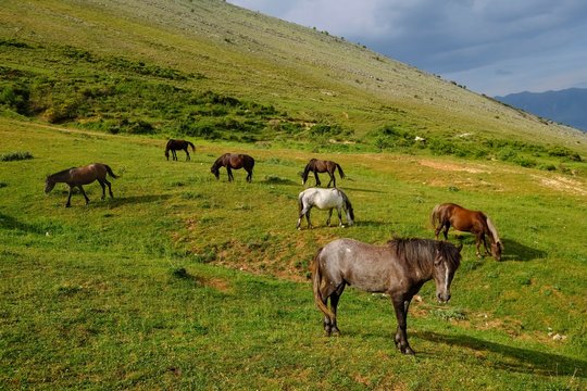 Horses on pasture, Muzina Pass, Qafa e Muzines, Qar Gjirokastra, Qark Vlora, Albania, Europe